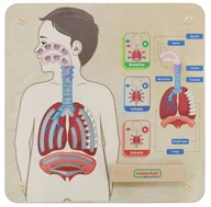 Tablice dla dzieci - Masterkidz MASTERKIDZ Tablica Edukacyjna Układ Oddechowy ME14405 - miniaturka - grafika 1