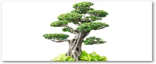 Obraz zdjęcie szkło akryl Drzewo bonsai - Obrazy i zdjęcia - miniaturka - grafika 3