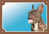 Dekoracje domu - Nobby 93075 znak ostrzegawczy francuski buldog - miniaturka - grafika 1