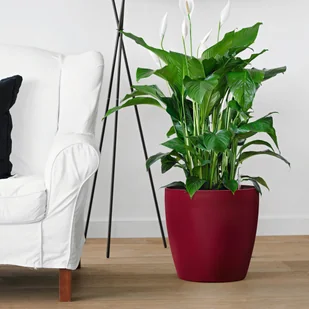 Lechuza Donica CLASSICO 60/56 espresso metalik CLASSICO 60/56 ESPRE - Donice - miniaturka - grafika 5