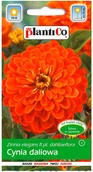 Nasiona i cebule - Plantico Cynia wytworna Daliowa pomarańczowa - miniaturka - grafika 1