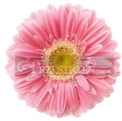 Obrusy i serwetki - Nuova R2S Easy life r2s POLIPROPYLENOWA PODKŁADKA NA STÓŁ Gerbera (T22210) - miniaturka - grafika 1