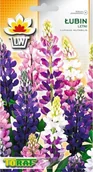 Nasiona i cebule - Toraf KWIATY Łubin letni nasiona 1g 00427 - miniaturka - grafika 1