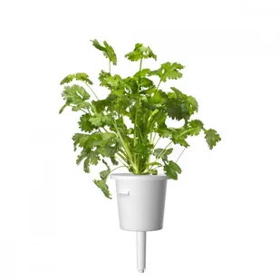 CLICK AND GROW Click And Grow Kapsułki roślinne Click and Grow Plant Pods Kolendra 3-Pack SGR45x3 4742793008417 - Systemy inteligentnych domów - miniaturka - grafika 5