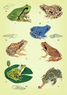 Wydawnictwo MAC Atlas biologiczny dla klasy 6 szkoły podstawowej 881347 - Podręczniki dla szkół podstawowych - miniaturka - grafika 8