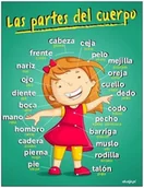 Pomoce naukowe - Las partes del cuerpo ED014 - miniaturka - grafika 1