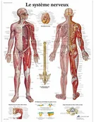 Pozostałe kosmetyki - 3B Scientific anatomiczne krojenia VR2620UU - miniaturka - grafika 1