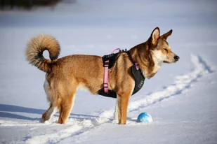 WauDog WauDog szelki dla psa typu guard - komfort rozm. S PINK - Szelki dla psów - miniaturka - grafika 6