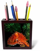 Pojemniki biurowe - 3dRose 3dRose ph_226709_1 5-calowy"olbrzymim pacyfiku ośmiornica portret off Vancouver Island/B.C./Kanada" uchwyt na długopisy do płytek ph_226709_1 - miniaturka - grafika 1