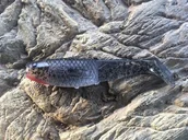 Przynęty - Dragon Guma V-lures Reno Killer 10 cm - miniaturka - grafika 1