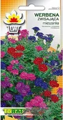 Nasiona i cebule - Toraf Werbena zwisająca mix nasiona kwiatów 0,3g 00515 - miniaturka - grafika 1