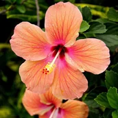 Sadzonki drzew krzewów - Hibiskus syryjski (Hibiscus syriacus) 5L - miniaturka - grafika 1