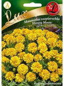 Nasiona i cebule - Legutko Aksamitka rozpierzchła HONEY MOON - miniaturka - grafika 1