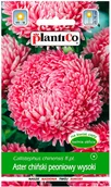 Nasiona i cebule - Plantico Aster chiński peoniowy różowy - miniaturka - grafika 1