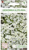 Nasiona i cebule - Legutko Gęsiówka alpejska BIAŁA - miniaturka - grafika 1