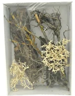 Dekoracje do terrarium - Lucky Reptile LDS-01 Life Experience zestaw dekoracyjny, dekoracja z naturalnych materiałów do suszarek nano - miniaturka - grafika 1