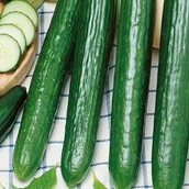 Nasiona i cebule - Kiepenkerl Ogórek Saladin Kiepenkerl 101544 - miniaturka - grafika 1