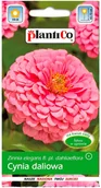 Nasiona i cebule - Plantico Cynia wytworna Daliowa amarantowo różowa - miniaturka - grafika 1