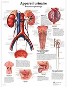 Pozostałe kosmetyki - 3B Scientific anatomiczne krojenia VR2514UU - miniaturka - grafika 1