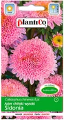 Nasiona i cebule - Plantico Aster Sidonia różowy - miniaturka - grafika 1