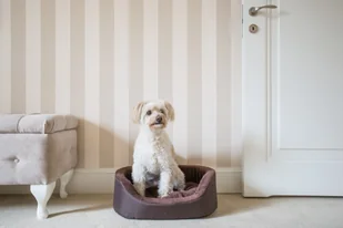 Ami Play Legowisko Elipsa Aspen - Legowiska dla psów - miniaturka - grafika 6