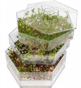 Browin Kiełkownica wielopoziomowa Niezłe Ziółko + nasiona - Kiełkownice i akcesoria - miniaturka - grafika 2