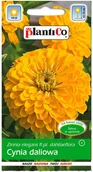 Nasiona i cebule - Plantico Cynia wytworna Daliowa żółta - miniaturka - grafika 1