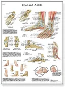 Pozostałe kosmetyki - 3B Scientific wykresu  podnóżek i stawów nogę VR1176UU - miniaturka - grafika 1