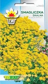 Nasiona i cebule - Toraf KWIATY Smagliczka skalna nasiona 0,3g 00485 - miniaturka - grafika 1