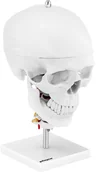 Pomoce naukowe - physa physa Czaszka człowieka - mózg - model anatomiczny PHY- SK-8 - 3 LATA GWARANCJI PHY- SK-8 - miniaturka - grafika 1