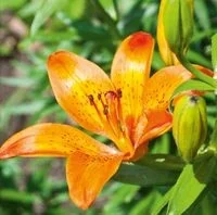 Karnet DaVinci 16x16 cm B2W 202 007 +koperta - Kartki okolicznościowe i zaproszenia - miniaturka - grafika 2