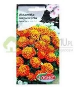 Nasiona i cebule - Torseed Aksamitka rozpierzchła pomarańczowa 1g - miniaturka - grafika 1