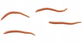 Przynęty - Angle Worm5cm Brown Gulp!Alive Sztuczna dżdzown.60 - miniaturka - grafika 1