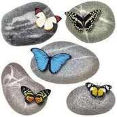 Naklejki na ścianę - Naklejka Butterflies on Stones, 30 x 30 cm - miniaturka - grafika 1