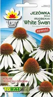Nasiona i cebule - Toraf Jeżówka White Swan nasiona 0,3g 00410 - miniaturka - grafika 1