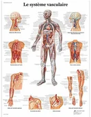 Pozostałe kosmetyki - 3B Scientific anatomiczne krojenia VR2353UU - miniaturka - grafika 1