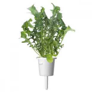 CLICK AND GROW Click And Grow Kapsułki roślinne Click and Grow Plant Pods Rukola 3-Pack SGR19X3 4742793008769 - Systemy inteligentnych domów CLICK AND GROW Click And Grow Kapsułki roślinne Click and Grow Plant Pods Rukola 3-Pack SGR19X3 4742793008769 - Systemy inteligentnych domów - miniaturka - grafika 2