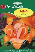 Nasiona i cebule - Legutko Lilia Brunello azjatycka 1szt. - miniaturka - grafika 1