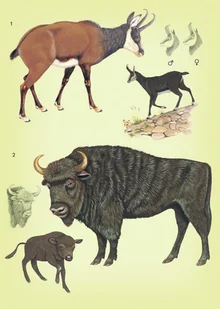 Wydawnictwo MAC Atlas biologiczny dla klasy 6 szkoły podstawowej 881347 - Podręczniki dla szkół podstawowych - miniaturka - grafika 14