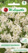 Nasiona i cebule - Legutko Wilczomlecz białobrzegi białozielone 5903837143306 - miniaturka - grafika 1