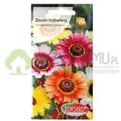 Nasiona i cebule - Torseed Złocień trójbarwny 2g - miniaturka - grafika 1