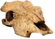 Dekoracje do terrarium - Exo Terra czaszka martwa ukrywa gady - miniaturka - grafika 1