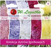 Nasiona i cebule - Legutko Astry Igiełkowe kolekcja nasion tradycyjnych - miniaturka - grafika 1