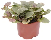 Sadzonki drzew krzewów - Ajuga don 12 cm - miniaturka - grafika 1