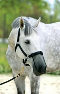 Akcesoria jeździeckie - York Maska na nos przeciwko owadom - COB - miniaturka - grafika 1
