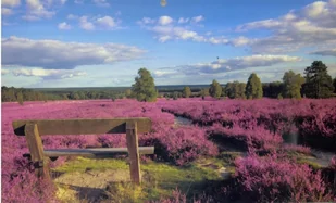 Aniew Kalendarz 2019 Trójdzielny Wrzos - Kalendarze - miniaturka - grafika 2