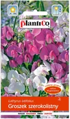 Nasiona i cebule - Plantico Groszek szerokolistny - miniaturka - grafika 1