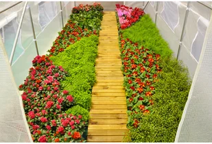 Home&Garden Tunel foliowy 250 x 500 cm (12,5 m2) biały 603600 - Szklarnie ogrodowe - miniaturka - grafika 10