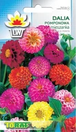 Nasiona i cebule - Toraf KWIATY Dalia pomponowa mix nasiona 0,5g 00372 - miniaturka - grafika 1