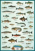 Plakaty - Empire plakat  plakat na ryb słodkowodnych, edukacja  nauka  uzupełniania świeżej wody Fish  rozmiar (cm), ok. 68 X 98  wersja w języku angielskim  plakat  Nazwa nauki instytucji edukacyjnych, ryb w ł 536440 - miniaturka - grafika 1